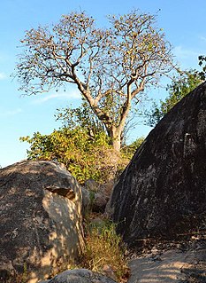 <i>Sterculia africana</i> Species of tree