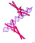 Thumbnail for Sterol regulatory element-binding protein