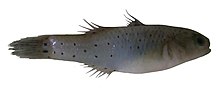 Miniatura para Stigmatogobius pleurostigma