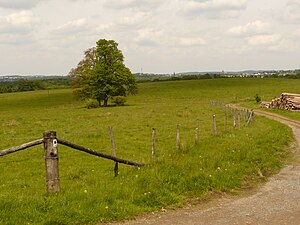 Grassland area in the NSG Stilleking (2009)