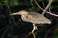 Striated heron