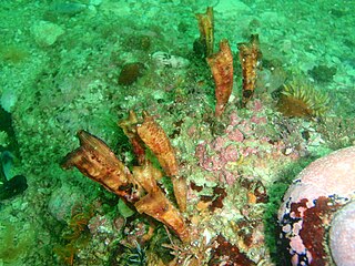 <i>Styela angularis</i> Species of sea squirt