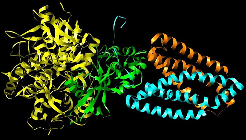 File:Succinate Dehydrogenase.jpg