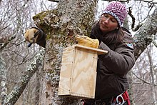 Installation of a new squirrel box off the Blue Ridge Parkway Sue Cameron installs a new squirrel box (8554236001).jpg