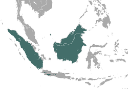 Distribución del tejón mofeta malayo