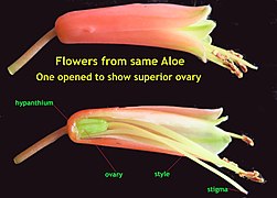 Superior ovary in Aloe IMG 2029d.jpg