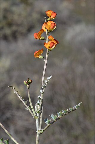 <i>Swainsona stipularis</i> Species of flowering plant