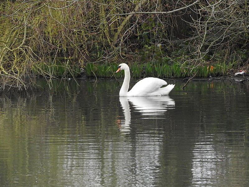 File:Swan (32939710174).jpg