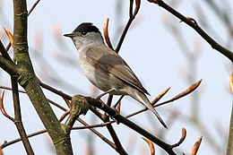 A grey bird with a black cap and an open bill