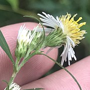 side view of three flower heads with white ray florets and yellow disk florets showing involucres and phyllaries