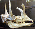 Cráneo de Syndyoceras.