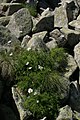 Tanacetum pulchrum