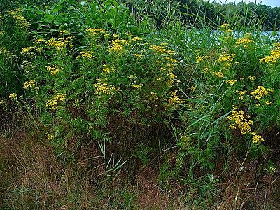 Tanacetum vulgare Habitus