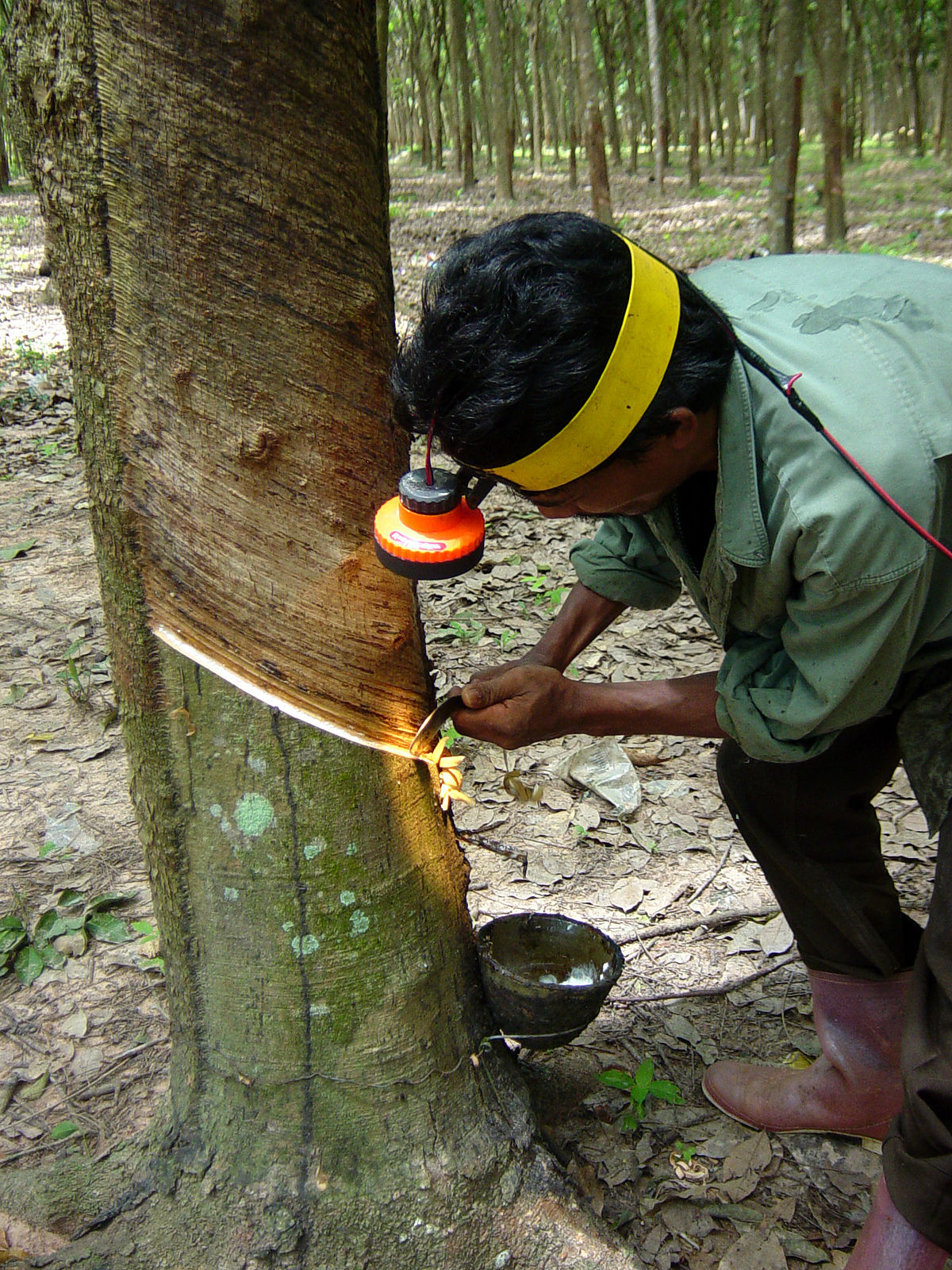 Lach Vrijwel Scorch File:Tapping a rubber tree in Thailand.JPG - Wikimedia Commons