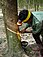 Tapping a rubber tree in Thailand.JPG