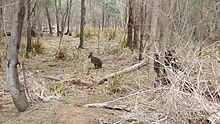 Tasmanian wildlife can be spotted along the Gordons Hill Nature Recreation Area circuit in Rose Bay. Tasmanian wildlife, Rose Bay 7015.jpg