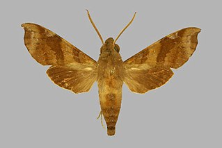 <i>Temnora fumosa</i> Species of moth