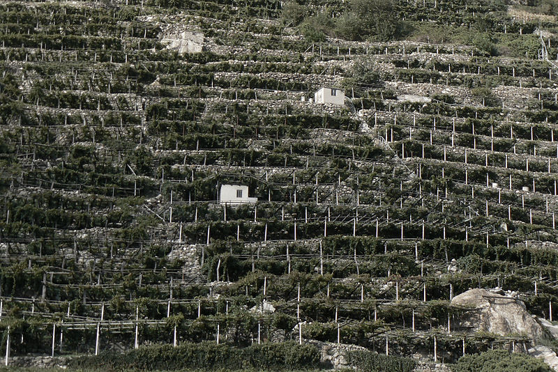 File:Terrazzamenti della vite di Donnas abc1.jpg