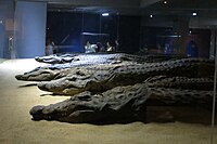מומיות של תניני יאור במוזיאון