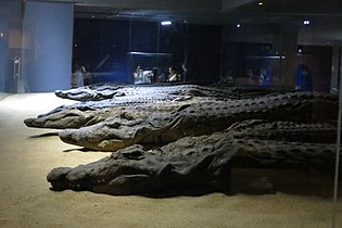 Mumificirani krokodili, Muzej krokodilov, Asuan