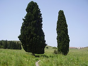 Két mediterrán ciprusfa (Cupressus sempervirens)