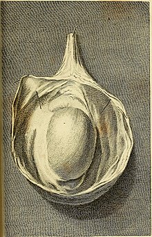 Diagram from the chirurgical works of Percivall Pott The chirurgical works of Percivall Pott (1808) (14769597084).jpg