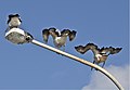Three Pelicans on a lamp pole-1 (7013651349) (cropped).jpg