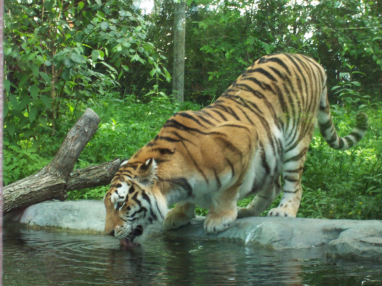File:Tigre zoo granby  - Wikimedia Commons