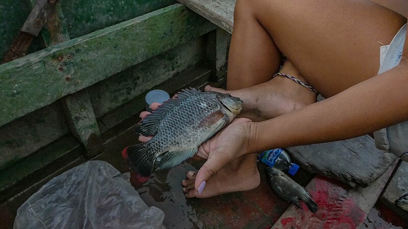 File:Tilapia (30871820820).jpg