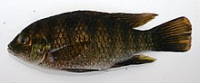 Tilapia sparrmanii collected in Lavushi Manda National Park, Zambia, by the South African Institute for Aquatic Biodiversity Tilapia sparrmanii Smith, 1840 collected in Zambia by South African Institute for Aquatic Biodiversity.att.jpg