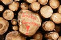 * Nomination Woodpile in Gschnitz in Tyrol, Austria - a pile of treetrunks, the biggest trunk is marked with "Do not enter" --Kritzolina 17:44, 1 September 2021 (UTC) * Promotion  Support Good quality. --Jakubhal 18:11, 1 September 2021 (UTC)