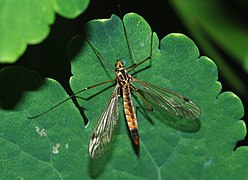 ♀ Nephrotoma appendiculata (Spotted Crane-fly)