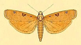 <i>Tirathaba pseudocomplana</i> Species of moth