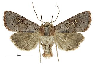 <i>Ichneutica hartii</i> Species of moth