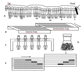 Stringed crowns (A), sorter trays with slots (B), crowns in slots (C), stringed crowns in reaction vessel (D), third stop in sorting, crowns transferred in this stop are marked black (E) Tools used in string synthesis.png