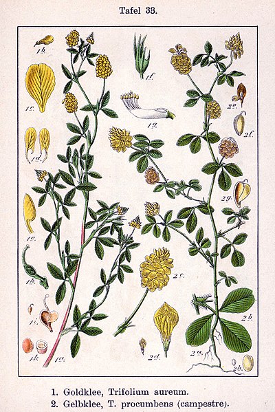 File:Trifolium spp Sturm33.jpg