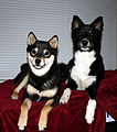 Crossbreed dogs may often inherit size and appearance from only one of their parents, as shown by the male Australian Shepherd/Shiba Inu mixed breed on the right being very similar in appearance and size to the pure bred female Shiba Inu on the left. Despite the Australian Shepherd being nearly 40 pounds heavier than the Shiba Inu and with very different fur, this hybrid dog inherited both its size and appearance from its mother.