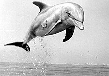 Tuffy the dolphin delivered supplies to SEALAB II Tuffy.jpg