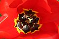 Tulipa unknown.jpg, located at (9, 14)
