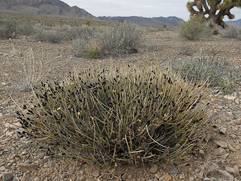 File:Turpentine broom, Thamnosma montana (15678947290).jpg