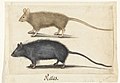 Twee ratten Ratas (titel op object) Lombard album (serietitel), RP-T-1952-359.jpg