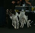 French Spaniels