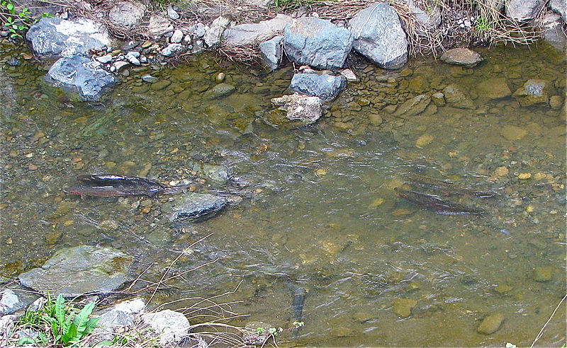 File:Two pairs adult Steelhead trout and 2 redds March 2013 Stevens Creek.jpg