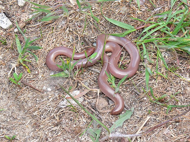 Description de l'image Typhlops vermicularis2.jpg.