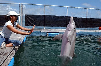 A female bottlenose dolphin performing with her trainer. They are considered one of the most intelligent cetaceans. US Navy 050411-N-3419D-057 A female bottlenose dolphin BJ performs her daily exercises while her trainer, Dera Look, supervises.jpg