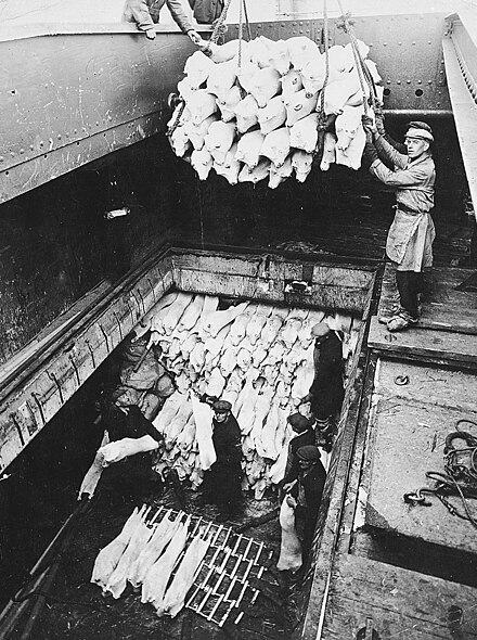Unloading frozen pork from the Clan Line ship Clan MacDougall in the mid-20th century