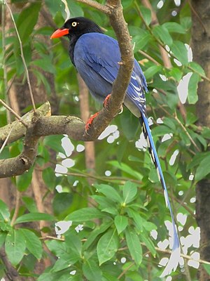 Urocissa caerulea, Taiwan 1.jpg