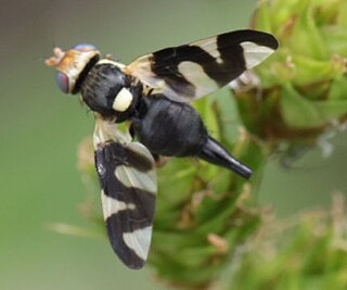 <i>Urophora caurina</i> Species of fly