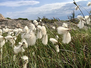 Tuvull i Valöns naturreservat.