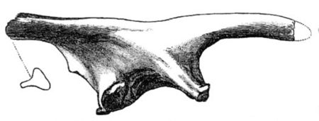 Tập_tin:Valdosaurus_sp.jpg